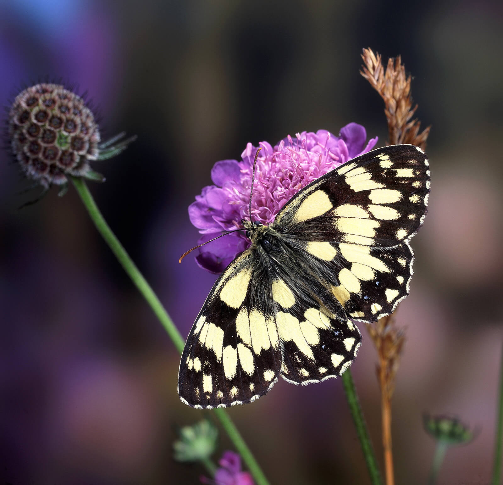 Butterfly on Wildflowers